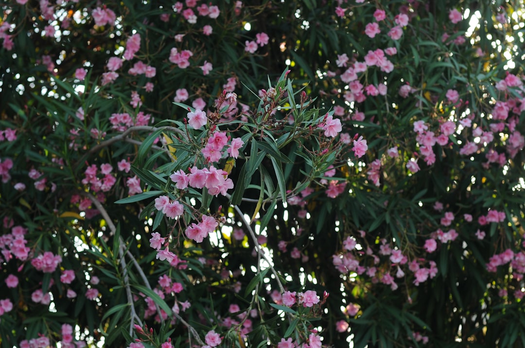 Baykar Garden Mission